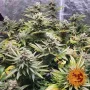 Насіння конопель Laughing Buddha від Barney's Farm
